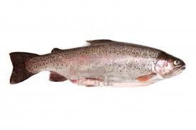 rainbow trout