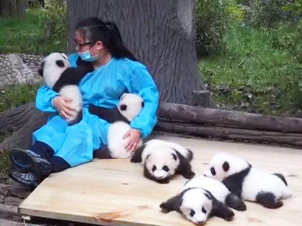 panda cuddler